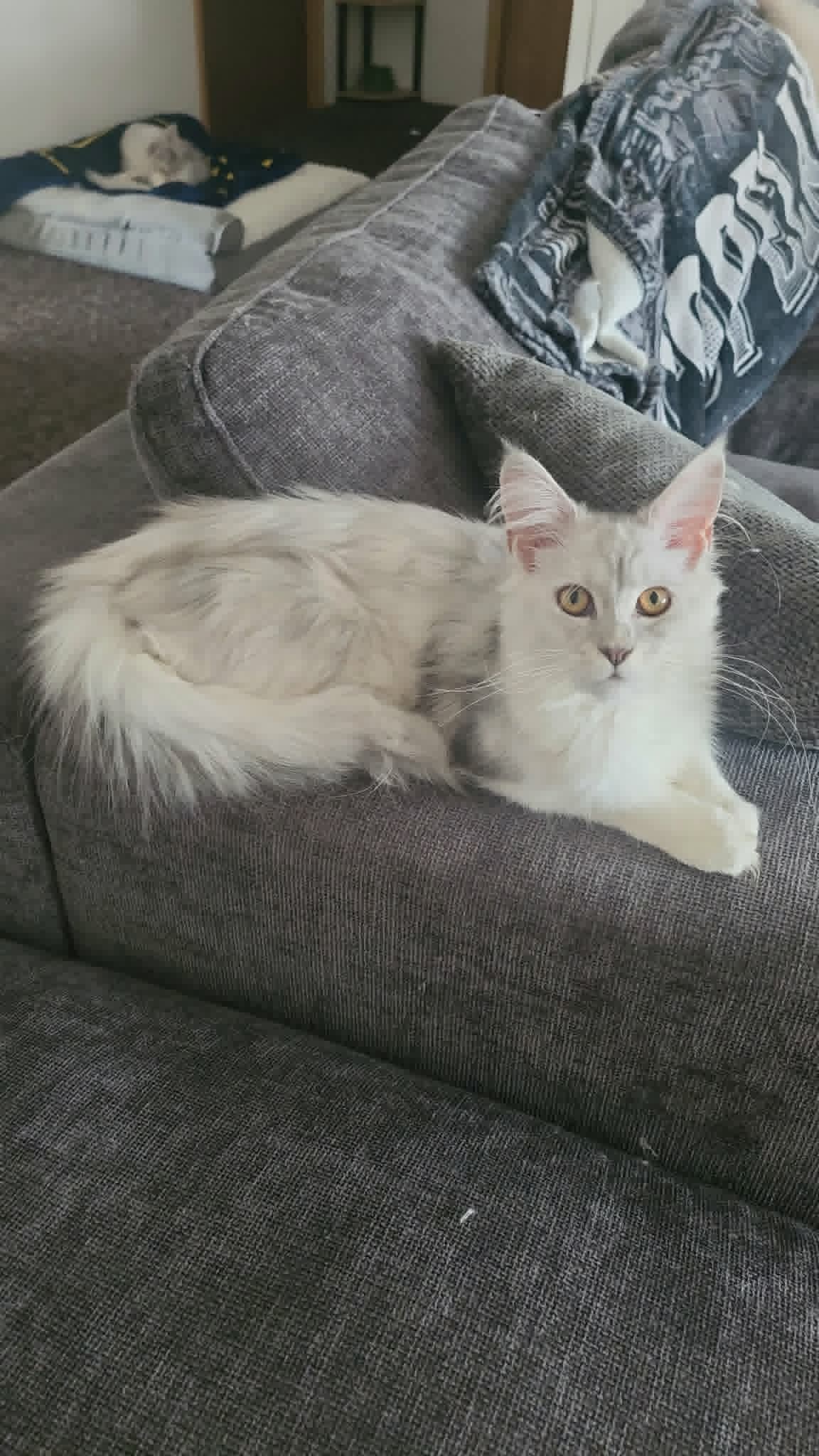 Salem Maine Coon